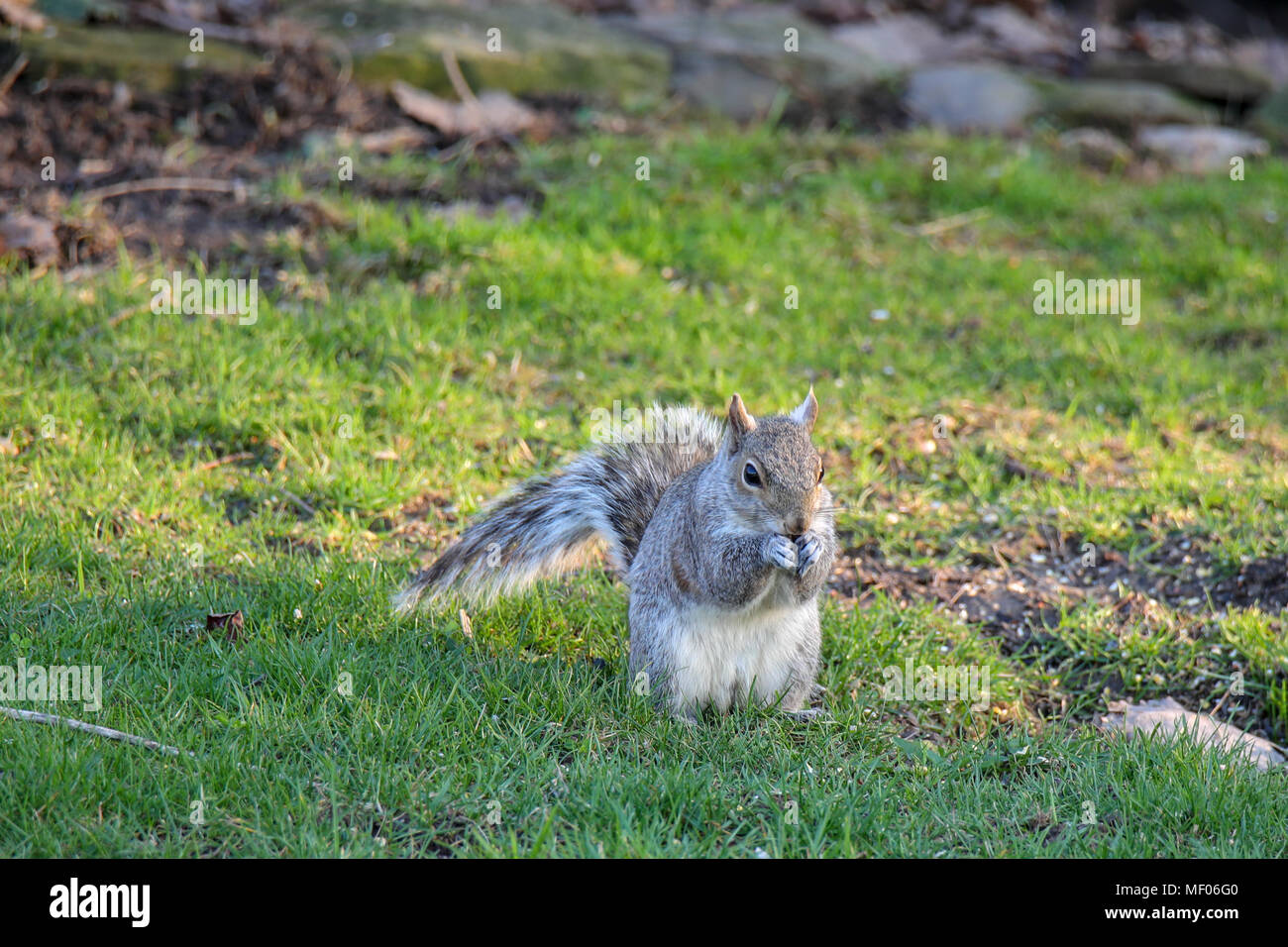 Bild von niedlichen Eichhörnchen, stehend auf die Hinterbeine, Essen ein Samen. Stockfoto
