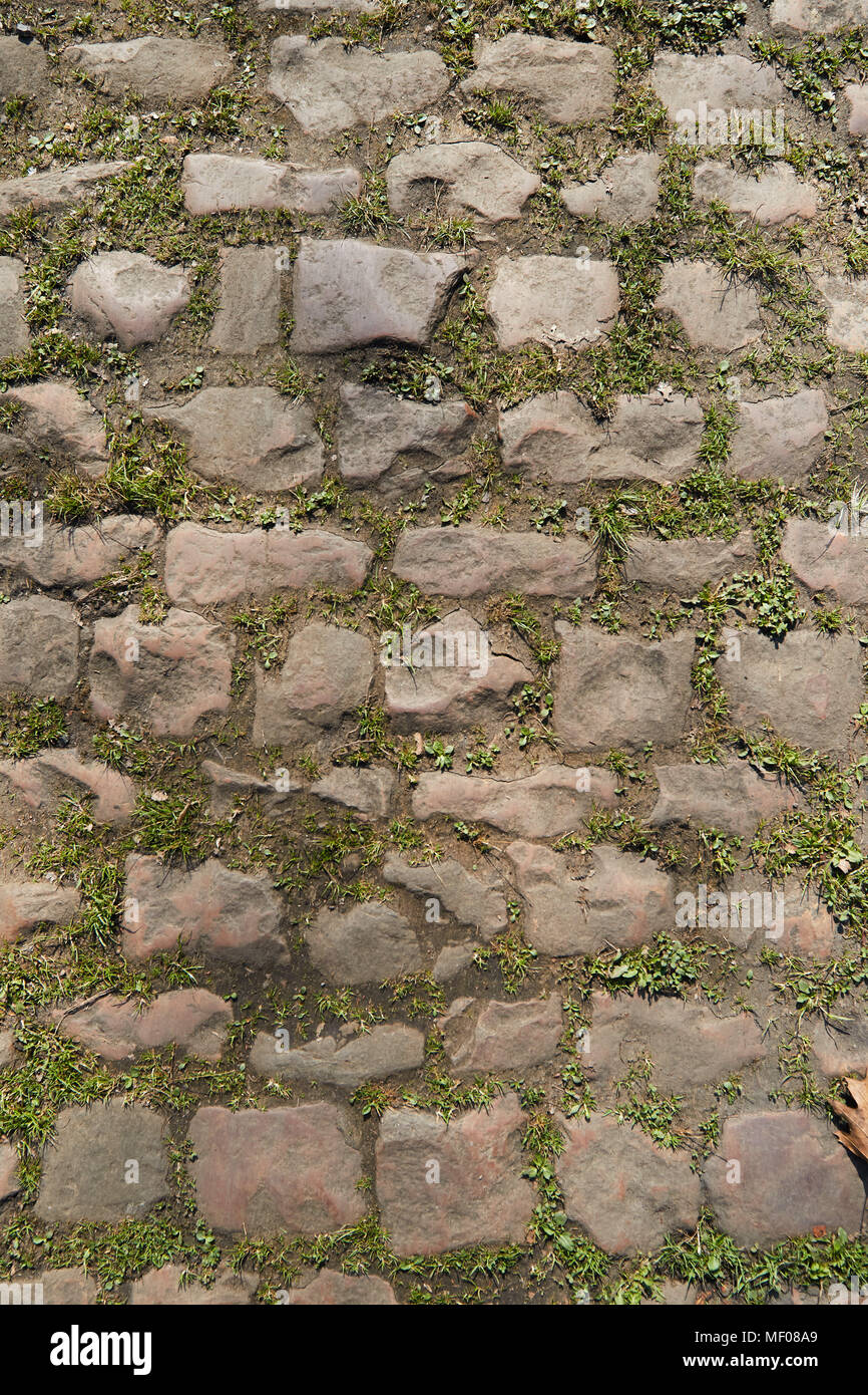 Der Wald von Arenberg mit Pflastersteinen Stockfoto