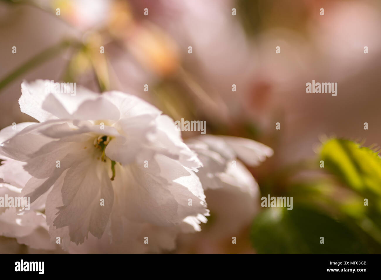 Weiß und rosa Kirschblüte, hinterleuchtet, auf einem weichen Untergrund. Stockfoto