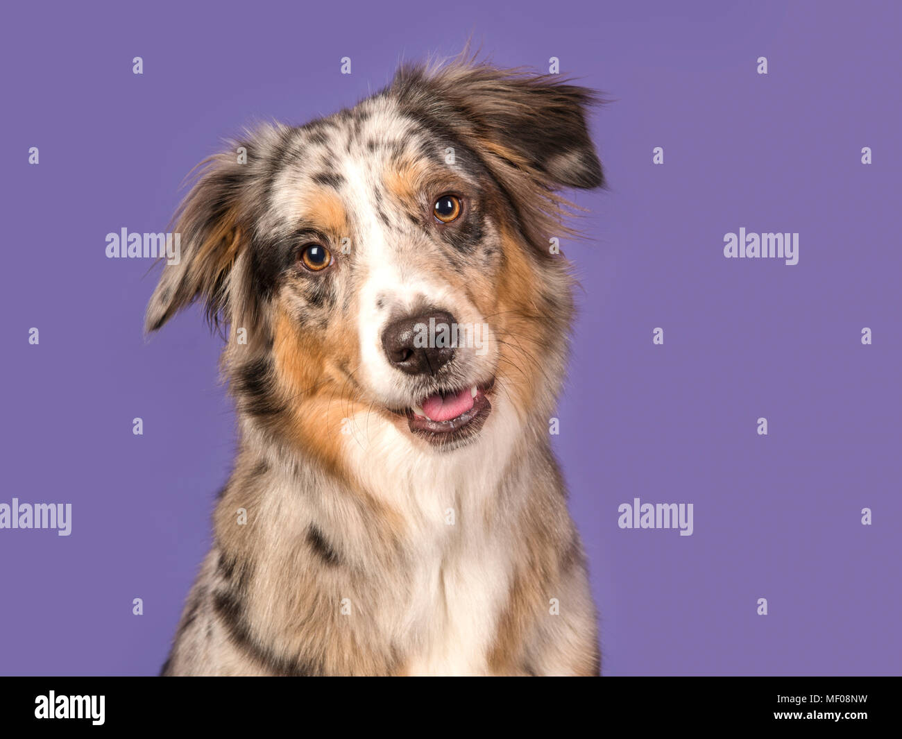 Porträt eines hübschen Australian Shepherd Dog auf einem violetten Hintergrund in ein horizontales Bild Stockfoto