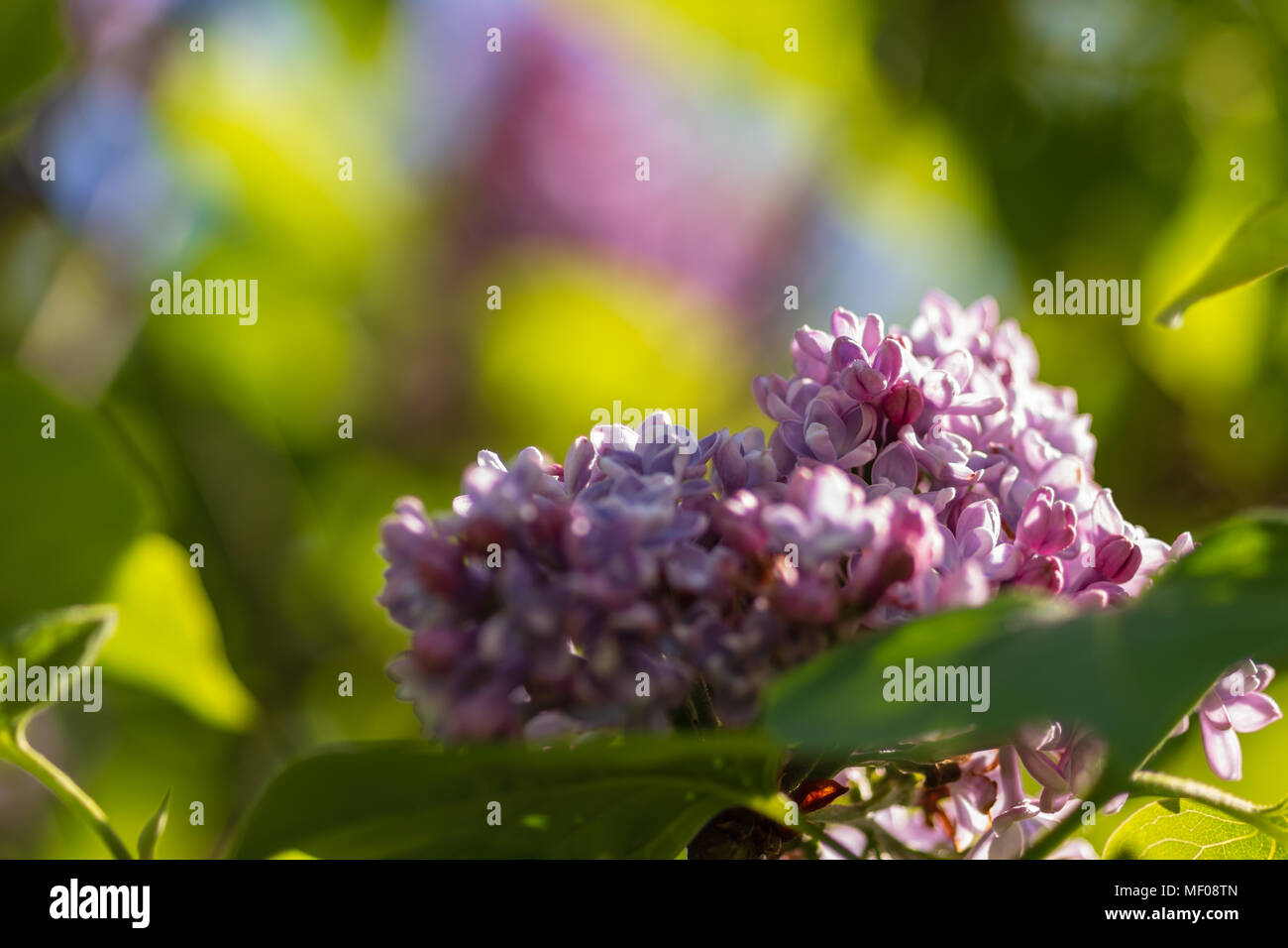 Lila Blumen, weichen, grünen Blätter im Hintergrund. Stockfoto