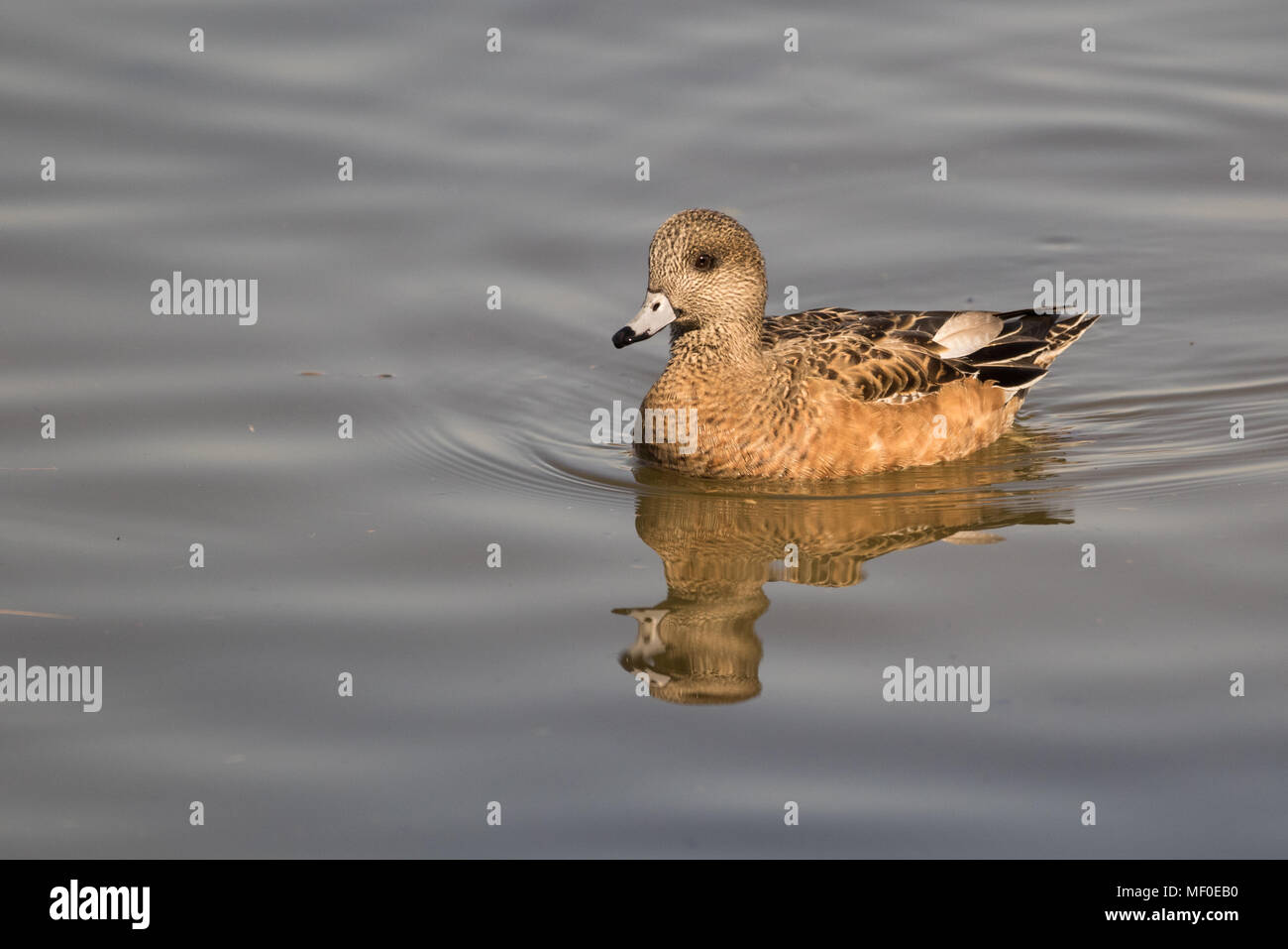 Ein Schwimmbad henne Amerikanischen pfeifente. Stockfoto