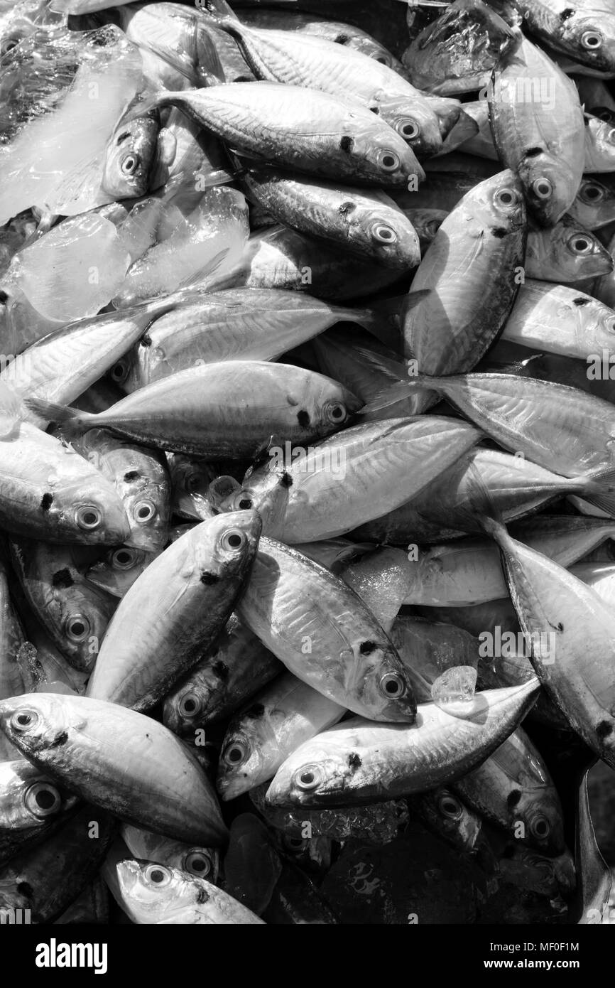 Nahaufnahme von Fisch auf einem Markt in Malaysia Stockfoto