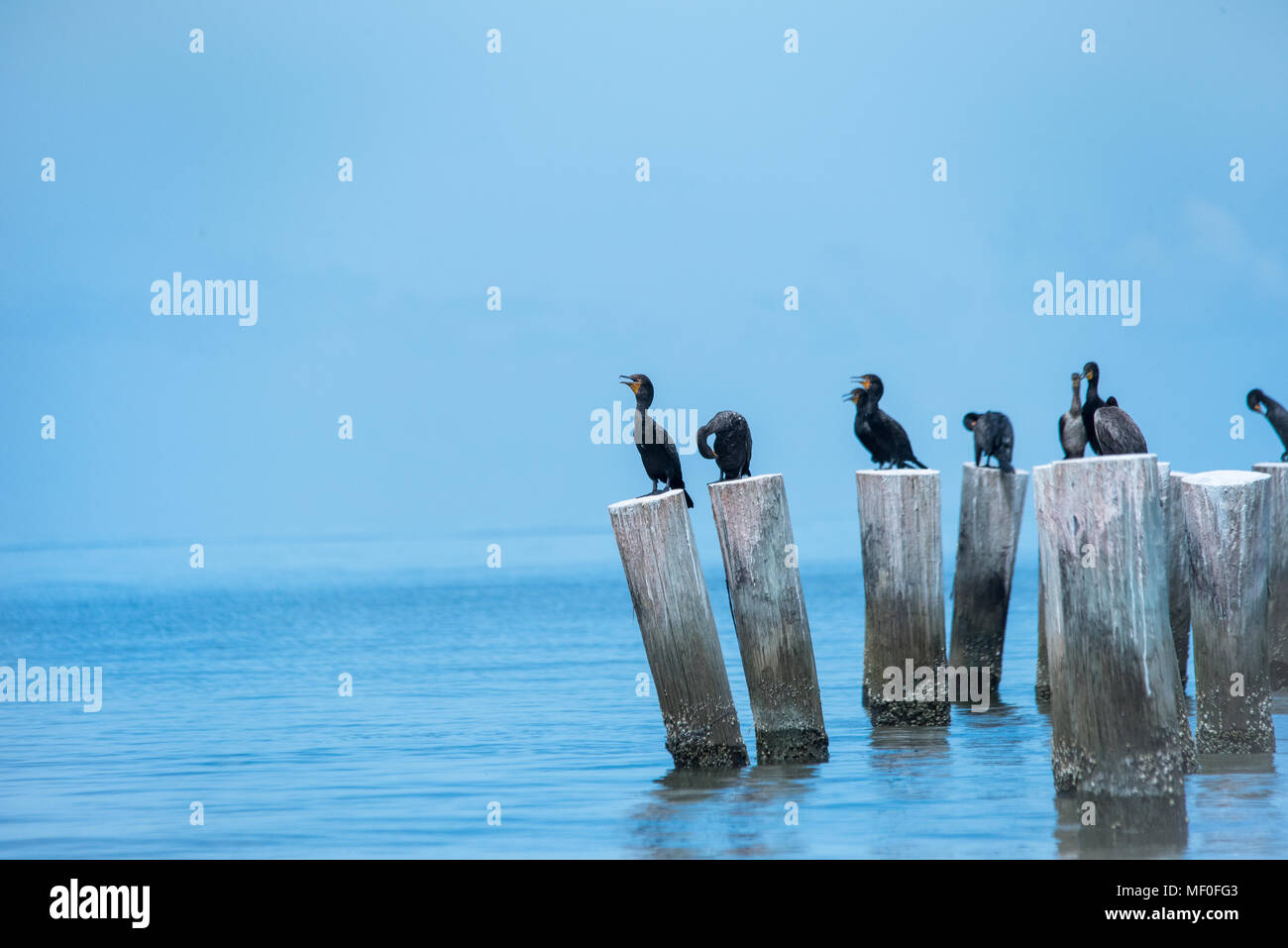 Kormorane eine Ocean Breeze/Florida Ufervögel weichem blauem Himmel und Meer-/Doppelzimmer crested Cormorant Stockfoto