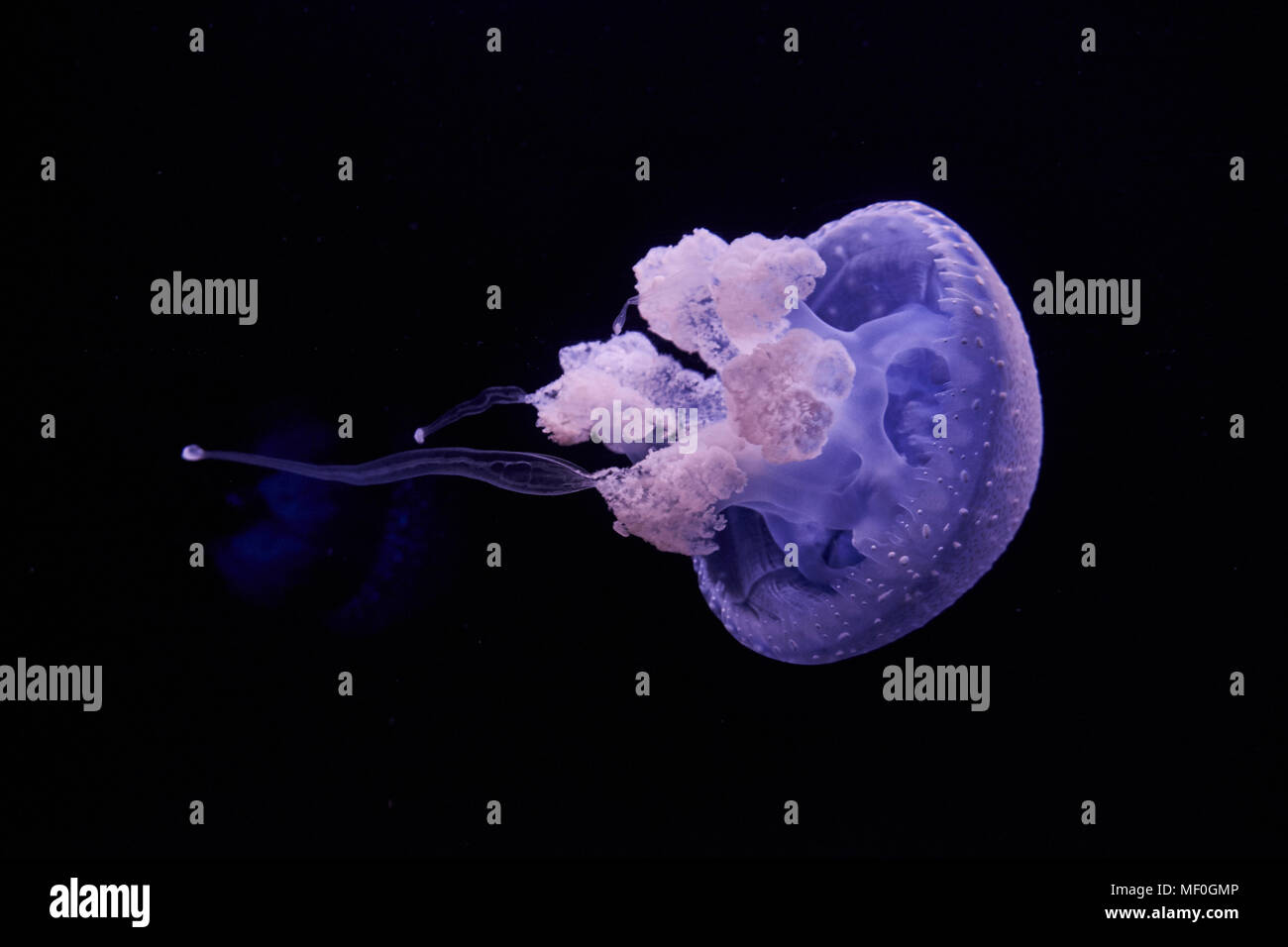Blau leuchtende Quallen vor schwarzem Hintergrund Stockfoto