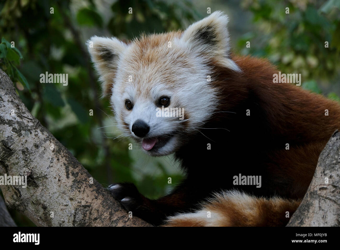 Den Roten Panda, der auch als Lesser Panda, der rote Bär - Katze und die rote Katze - Bär, ein Säugetier native auf den östlichen Himalaja und Südwesten Chinas. Stockfoto