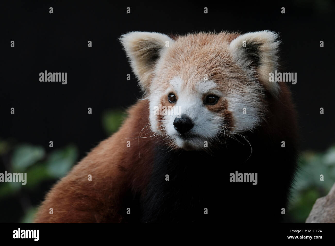 Den Roten Panda, der auch als Lesser Panda, der rote Bär - Katze und die rote Katze - Bär, ein Säugetier native auf den östlichen Himalaja und Südwesten Chinas. Stockfoto