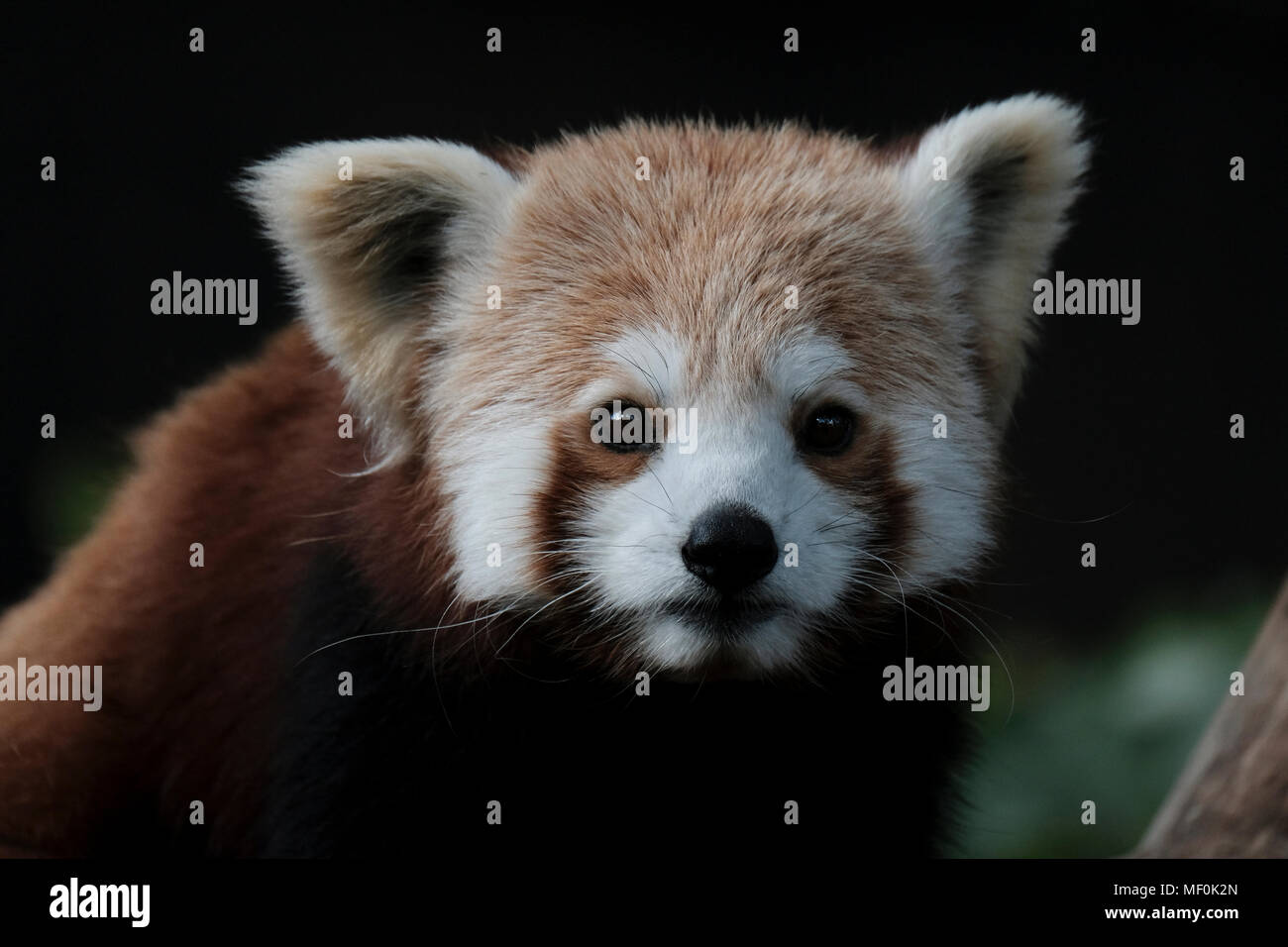 Den Roten Panda, der auch als Lesser Panda, der rote Bär - Katze und die rote Katze - Bär, ein Säugetier native auf den östlichen Himalaja und Südwesten Chinas. Stockfoto