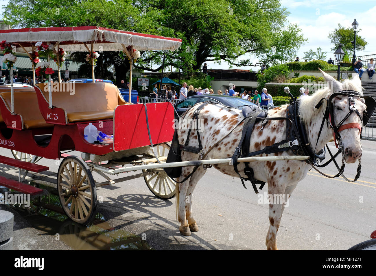 Gefleckten Pferd warten Touristen in New Orleans, Louisiana zu ziehen Stockfoto