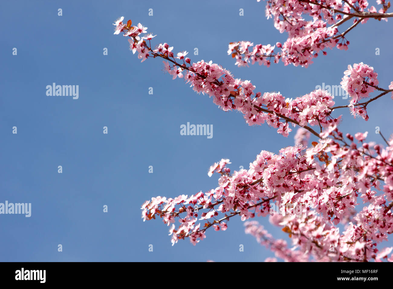 Rosa Blüte Baum blüht im Frühjahr gegen einen hellen klaren blauen Himmel. Stockfoto