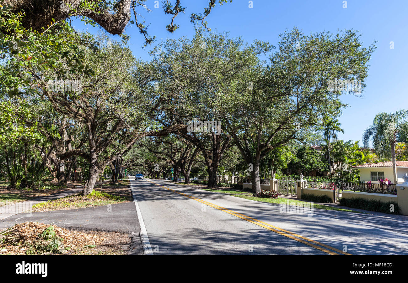 Eichen entlang Korallenriff, Coral Gable, Miami-Dade County, Florida, USA. Stockfoto