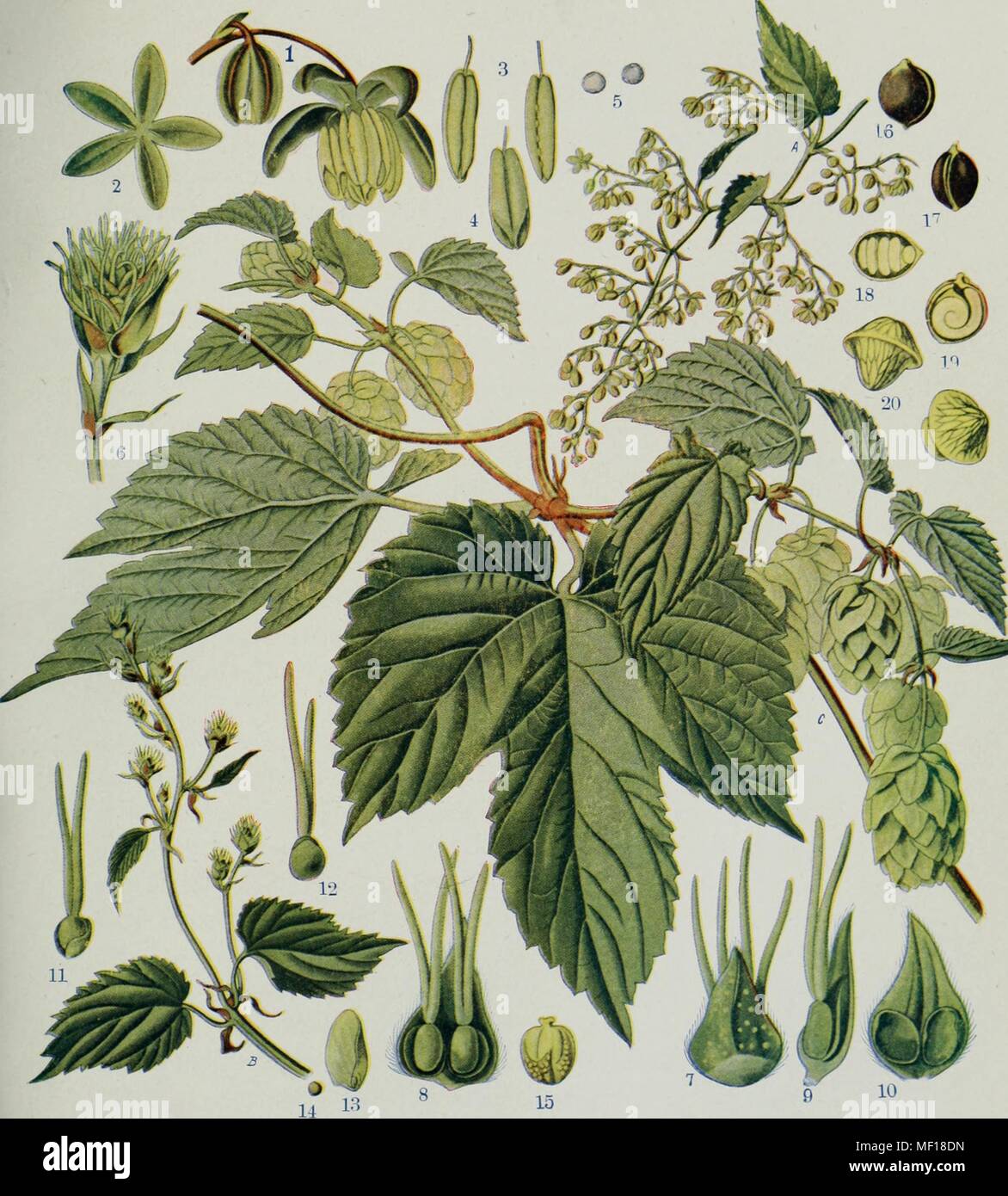 Detaillierte Botanische Illustration einer Hopfen (Humulus lupulus), 1914. Mit freundlicher Genehmigung Internet Archive. () Stockfoto