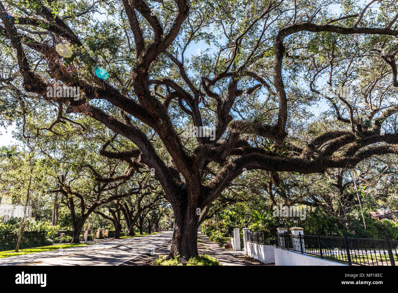 Eichen entlang Korallenriff, Coral Gable, Miami-Dade County, Florida, USA. Stockfoto