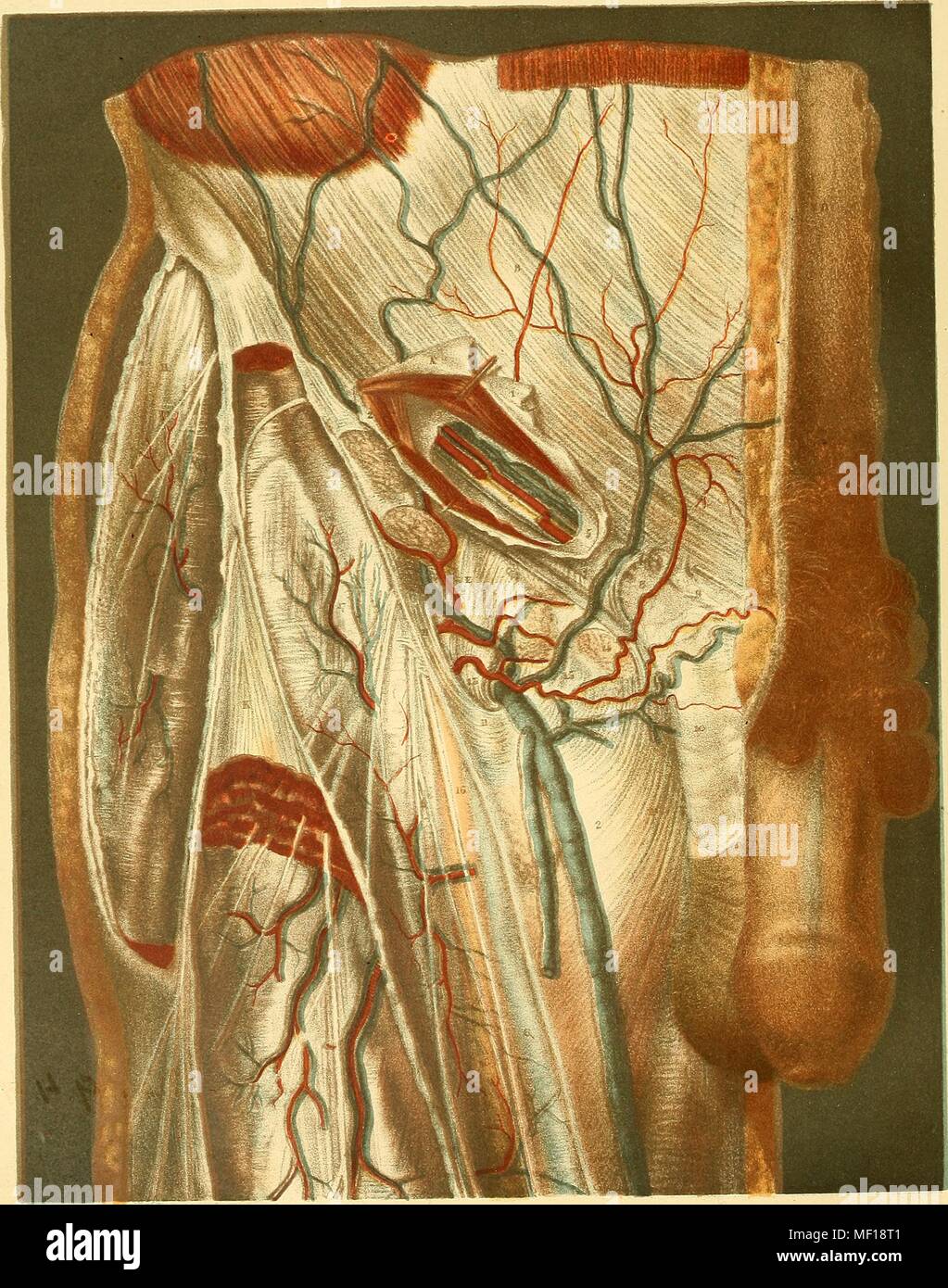Anatomische Abbildung: Darstellung einer hernie sowie große Venen und Arterien, 1892. Mit freundlicher Genehmigung Internet Archive. () Stockfoto