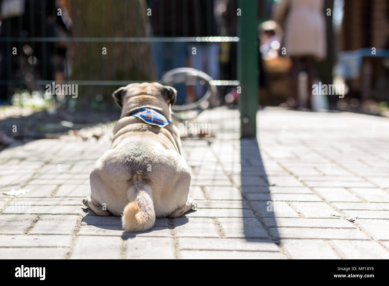 Pug Festlegung vor dem Eingang. Hunde Eingang nicht erlaubt. Treuen pet gehorchen verbieten. Stockfoto