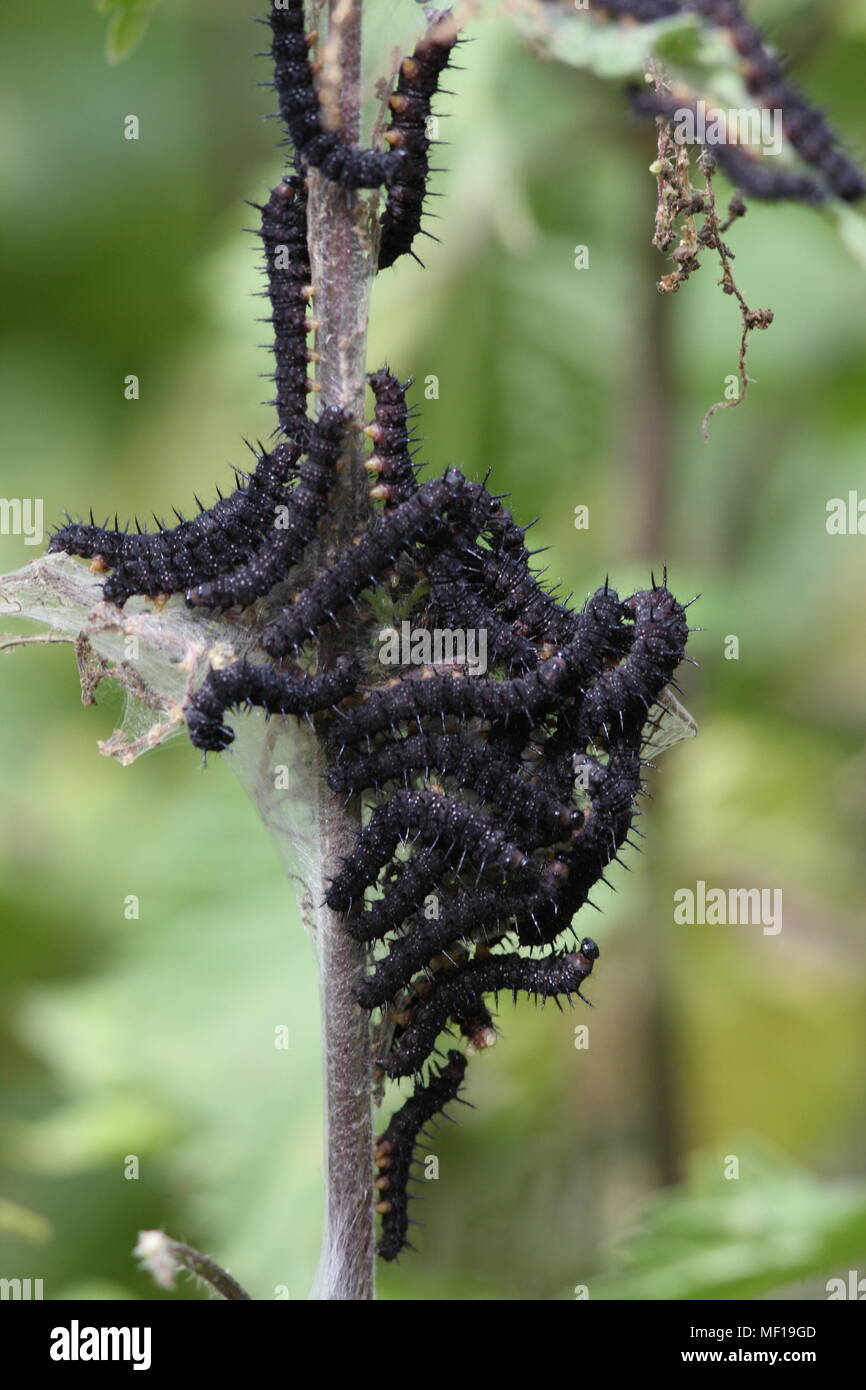 Tagpfauenauge Raupen in einem Cluster auf einem Betrieb stammen, ist dies ein Spikey schwarz Caterpillar Stockfoto