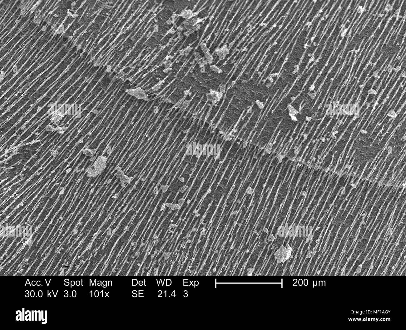 Nicht identifizierte Wasp Flügel beschichtet mit sensorischen Haare (setae), in der 101 x vergrößert dargestellt Rasterelektronenmikroskopische (SEM) Bild, 2005. Mit freundlicher Seuchenkontrollzentren (CDC)/Janice Haney Carr. () Stockfoto