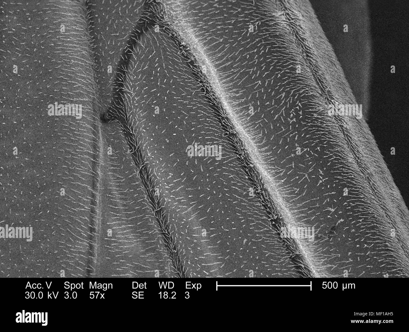 Nicht identifizierte Wasp Flügel beschichtet mit sensorischen Haare (setae), im 57x vergrößert dargestellt Rasterelektronenmikroskopische (SEM) Bild, 2005. Mit freundlicher Seuchenkontrollzentren (CDC)/Janice Haney Carr. () Stockfoto