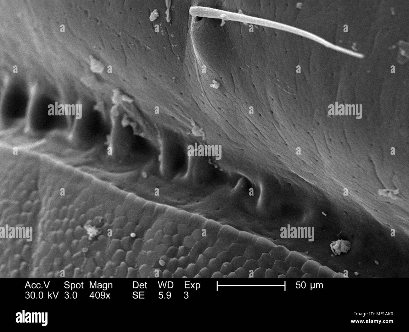 Pattern-variationen der exoskeletal ist ein nicht identifizierter Tausendfüßler Körper, im 409 x vergrößert dargestellt Rasterelektronenmikroskopische (SEM) Bild, 2005. Mit freundlicher Seuchenkontrollzentren (CDC)/Janice Haney Carr, Oren Mayer. () Stockfoto