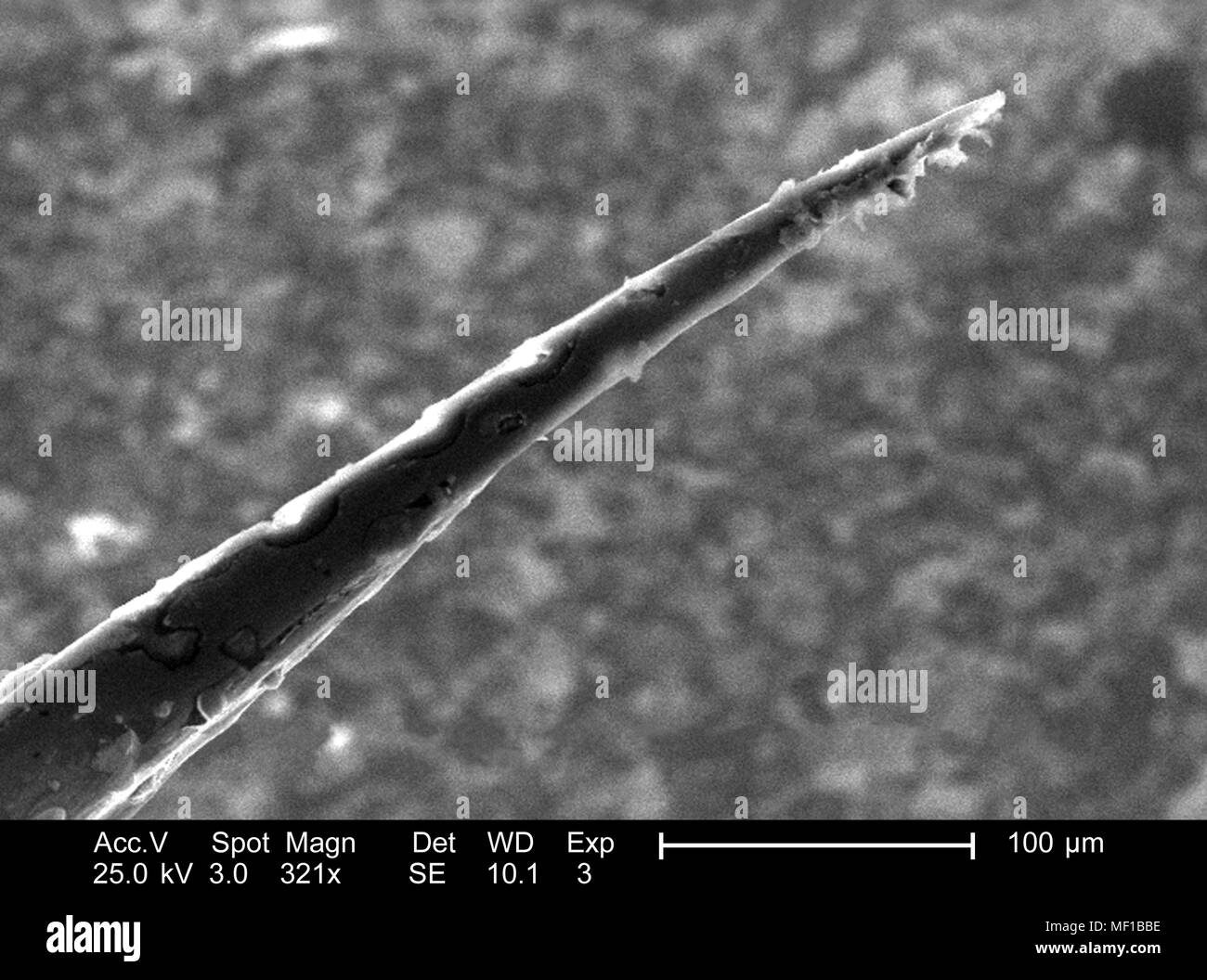 Ultrastrukturforschung morphologische Details eines nicht identifizierten hymenopteran Insekt stinger Apparat, in der 321 dargestellt x vergrößert Rasterelektronenmikroskopische (SEM) Bild, 2005. Mit freundlicher Seuchenkontrollzentren (CDC)/Janice Haney Carr. () Stockfoto