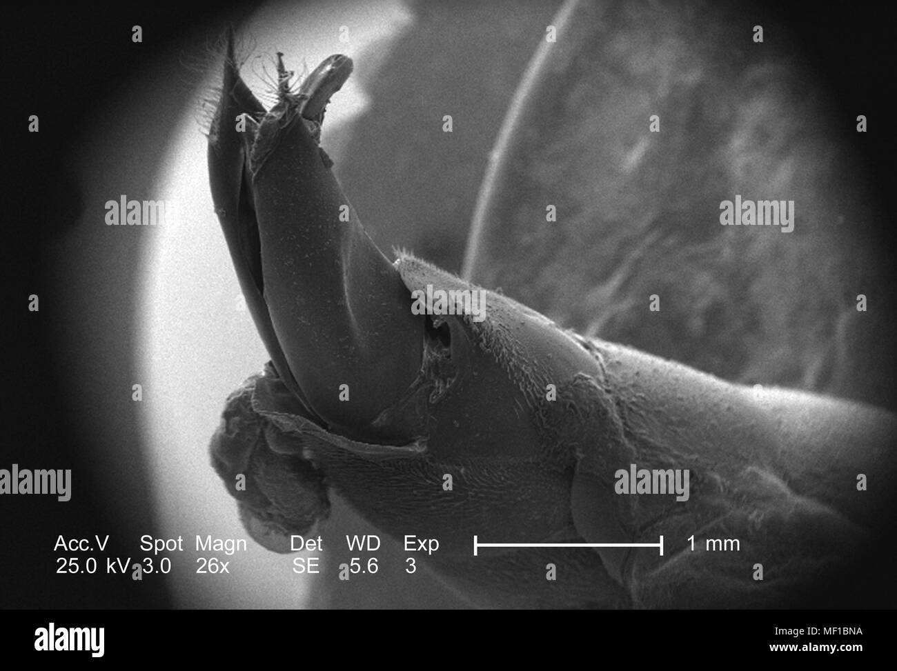 Distalen Bauchregion eines kleinen hymenopteran Insekt im 26x vergrößert Rasterelektronenmikroskopische (SEM) Bild 2005 dargestellt. Mit freundlicher Seuchenkontrollzentren (CDC)/Janice Haney Carr, Oren Mayer. () Stockfoto
