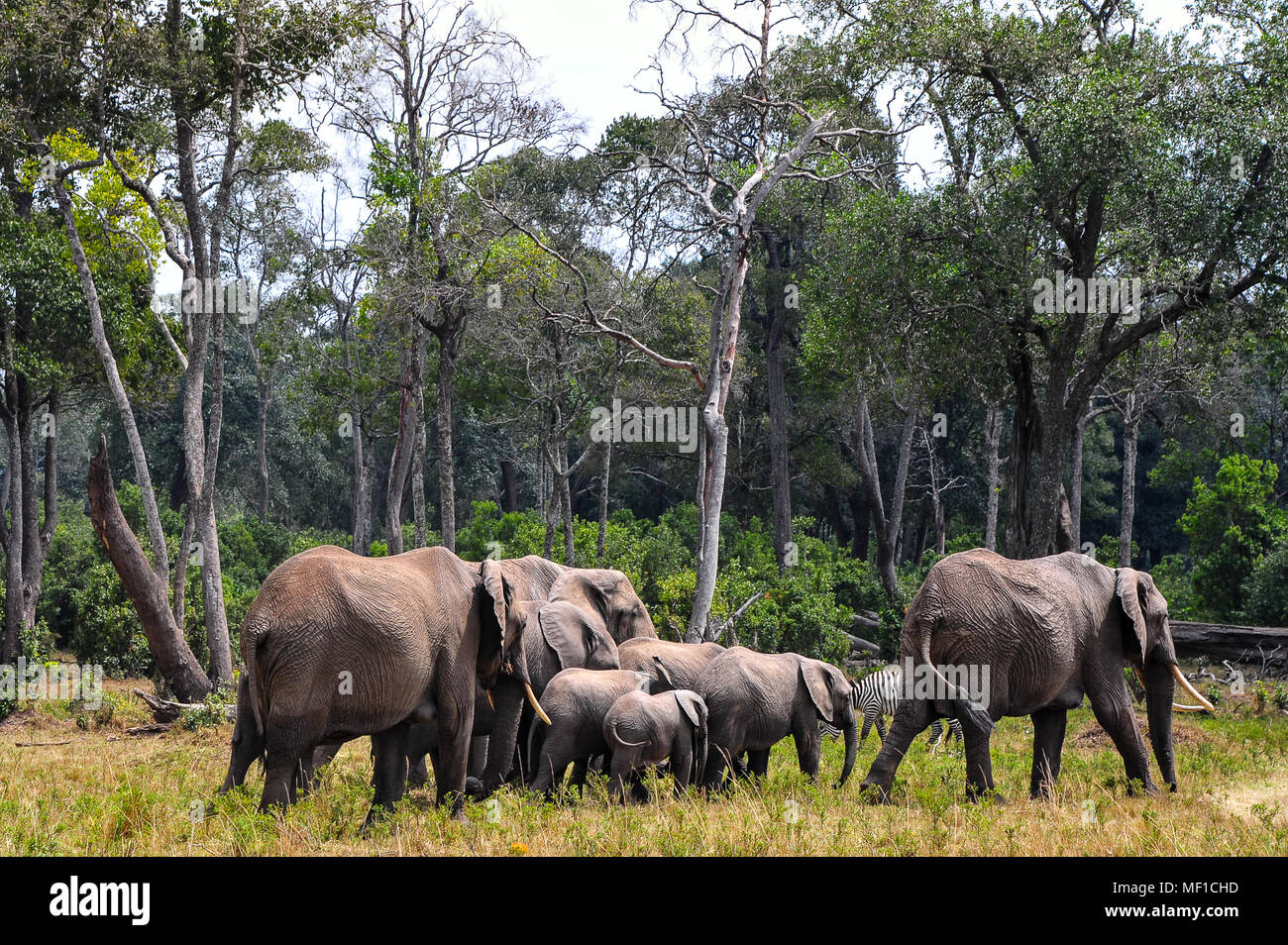 Elefantenherde nahrungssuche am Rande des waldreichen Gebiet, Masai Mara National Park Stockfoto