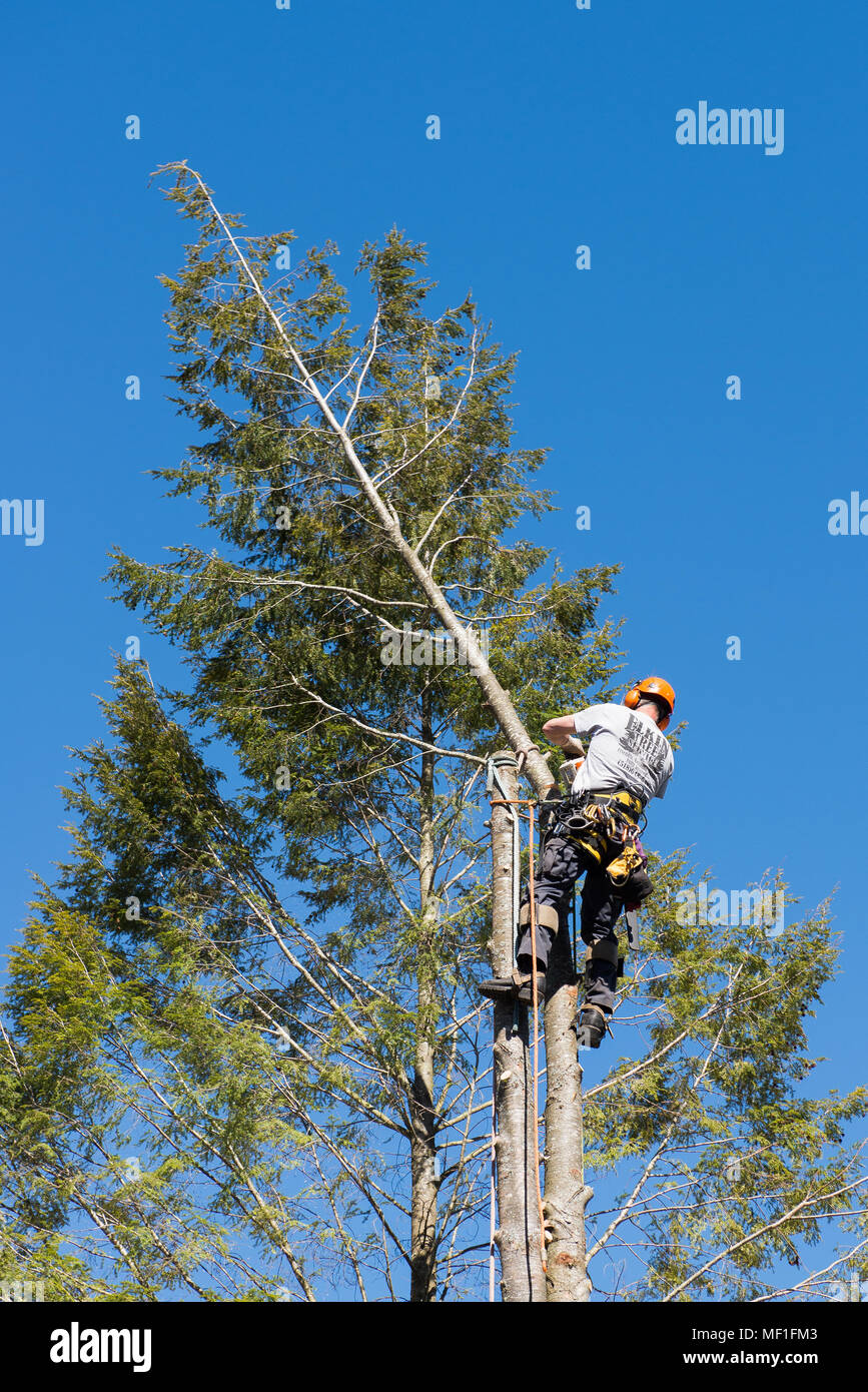 Eine professionelle Baumzüchter oben einen hemlock Baum als Teil des Prozesses der Ausbau der Baum. Stockfoto
