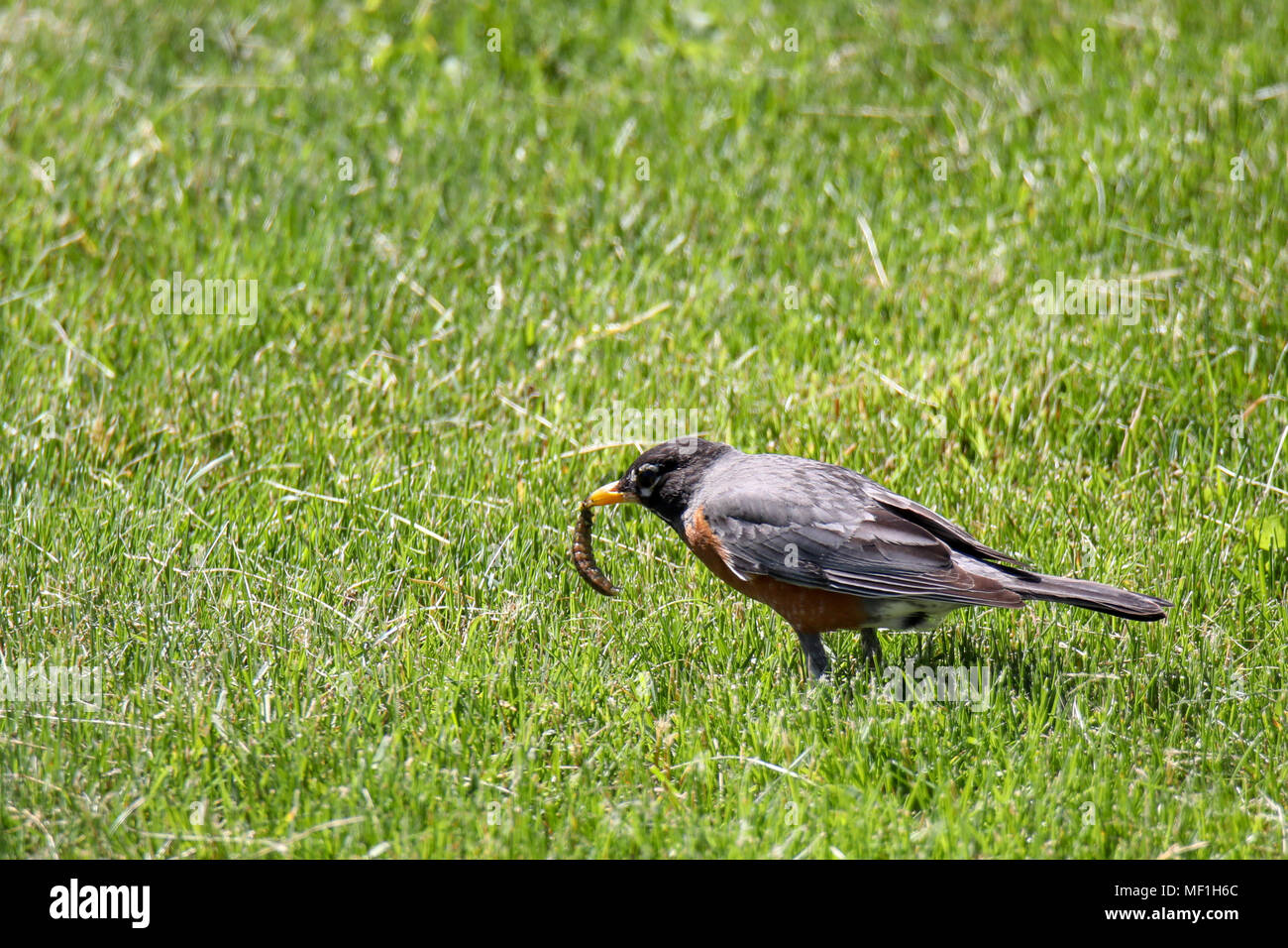 Robin mit Wurm im Schnabel Stockfoto