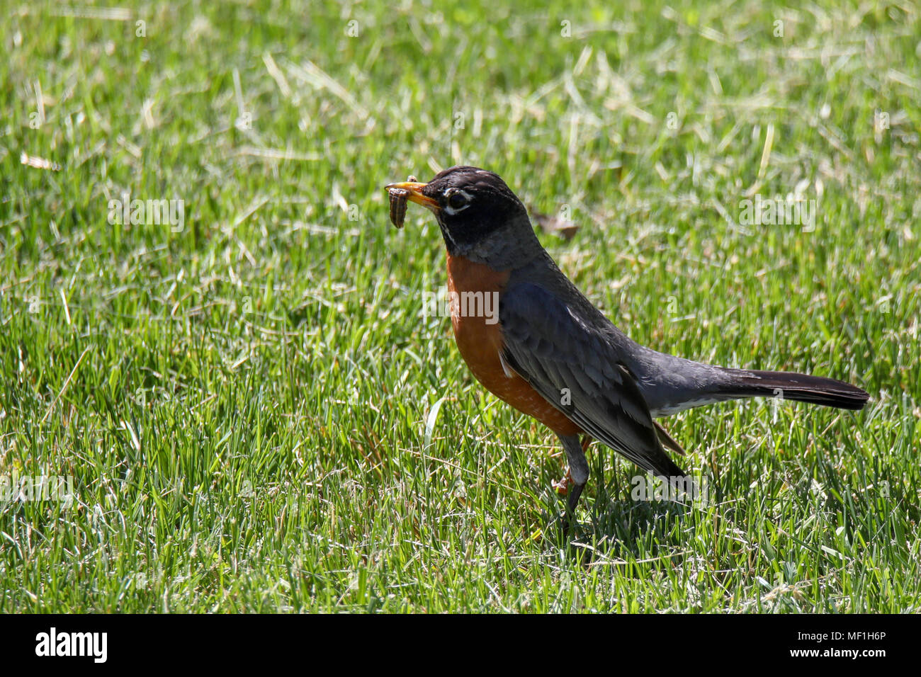 Robin mit Wurm im Schnabel Stockfoto