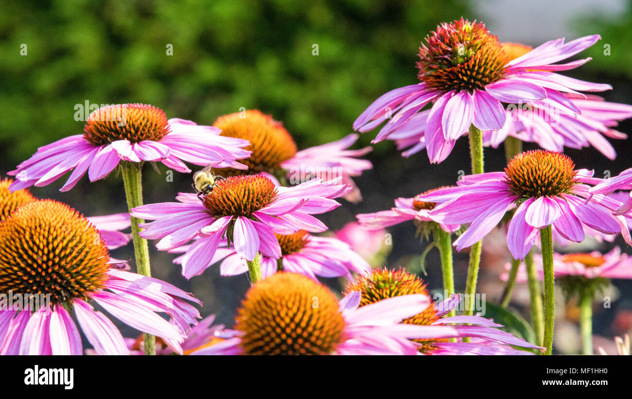 Biene bestäubt rosa Kegel Blumen Stockfoto