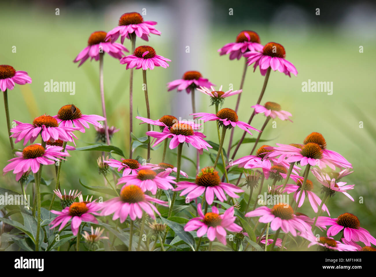Biene bestäubt rosa Kegel Blumen Stockfoto
