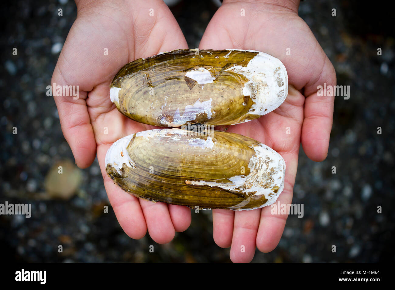 Hände halten eine Pazifische Razor Clam Shell in der nähe von Tofino im Pacific Rim National Park auf Vancouver Island, British Columbia, Kanada. Stockfoto