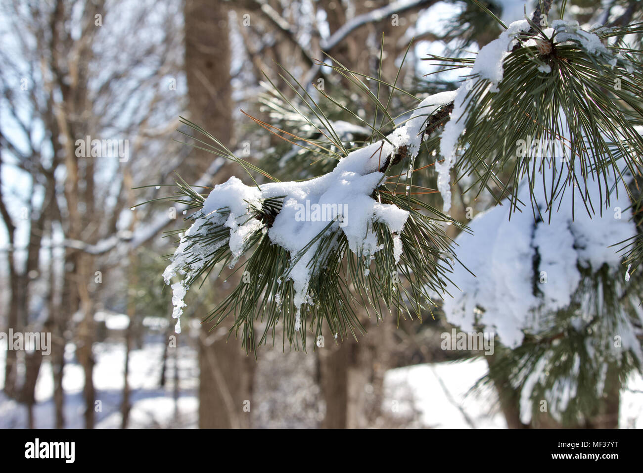 Nahaufnahme der schmelzende Schnee auf den Ästen eines weißen Österreichische Kiefer im späten Winter oder Frühjahr Stockfoto