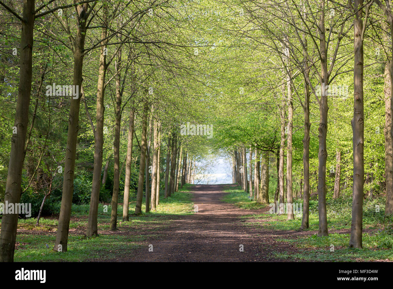 Fußweg durch grünen Wald der Buche im Frühjahr Stockfoto