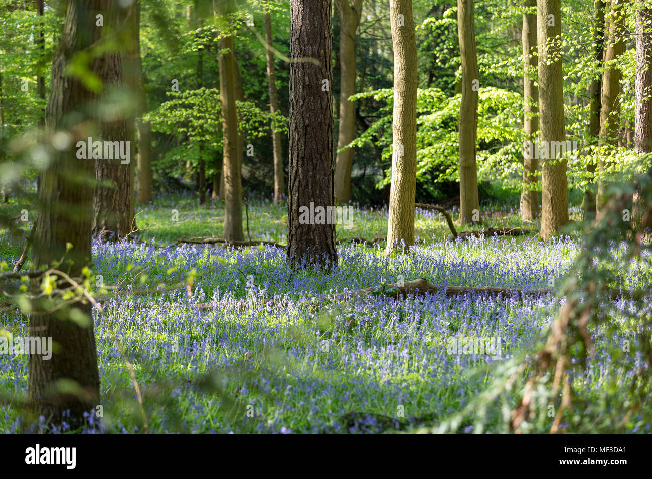 Teppich der Bluebells in Buchenholz, Buckinghamshire, England Großbritannien Stockfoto