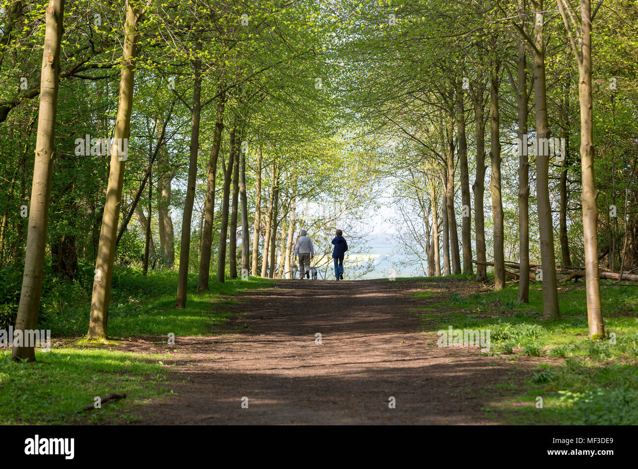 Fußweg durch grünen Wald der Buche im Frühjahr mit zwei Menschen zu Fuß Hunde in der Ferne Stockfoto