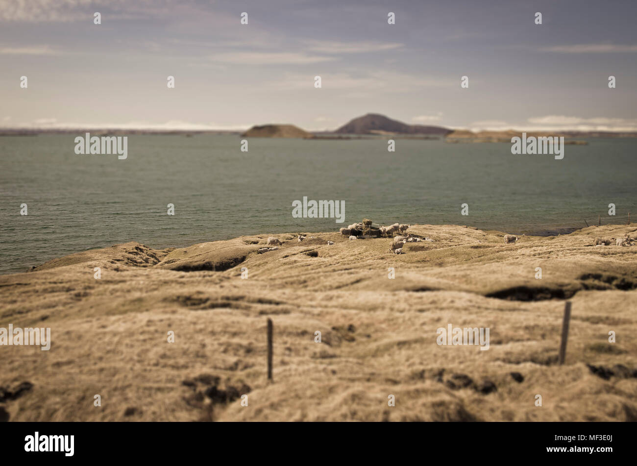Island, Schafe am Myvatn See Stockfoto