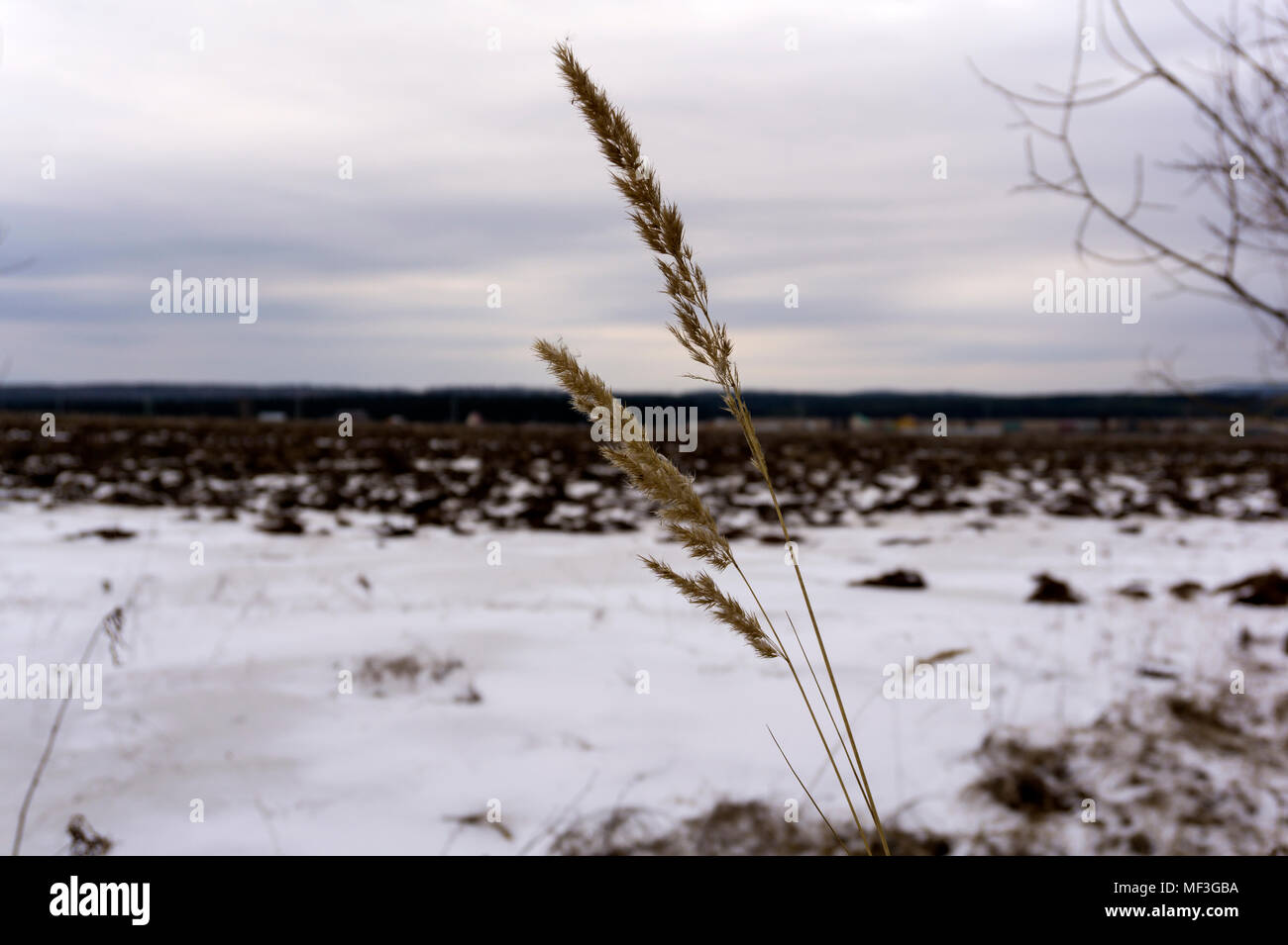 Der frühe Frühling blurry gepflügten Feldes, durch den schmelzenden Schnee bedeckt, im Vordergrund - ährchen von trockenem Gras im Fokus Stockfoto