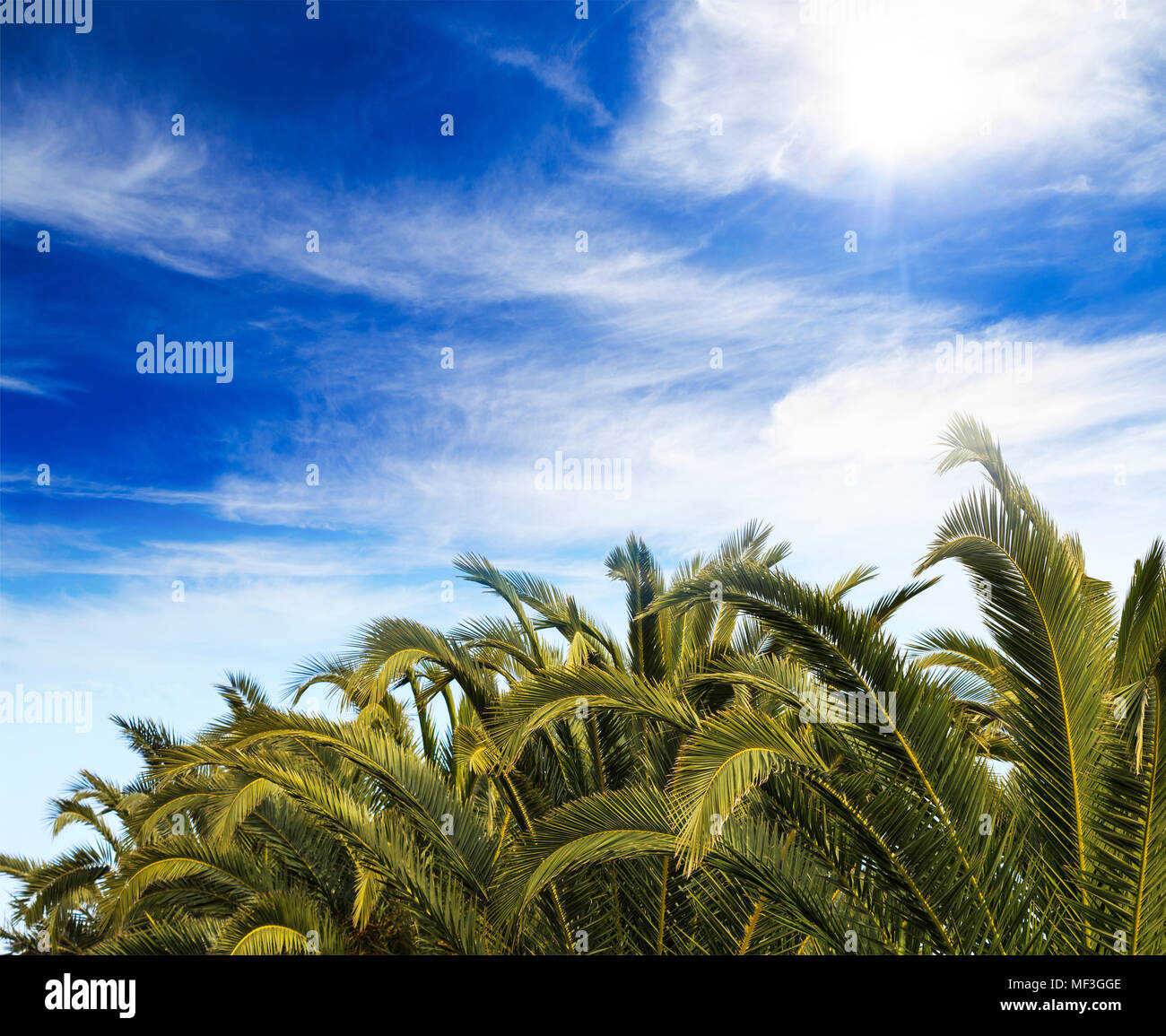 Palmen tops bei bewölktem Himmel Hintergrund. Tropische Pflanzen bei exotischen Reisezielen. Stockfoto