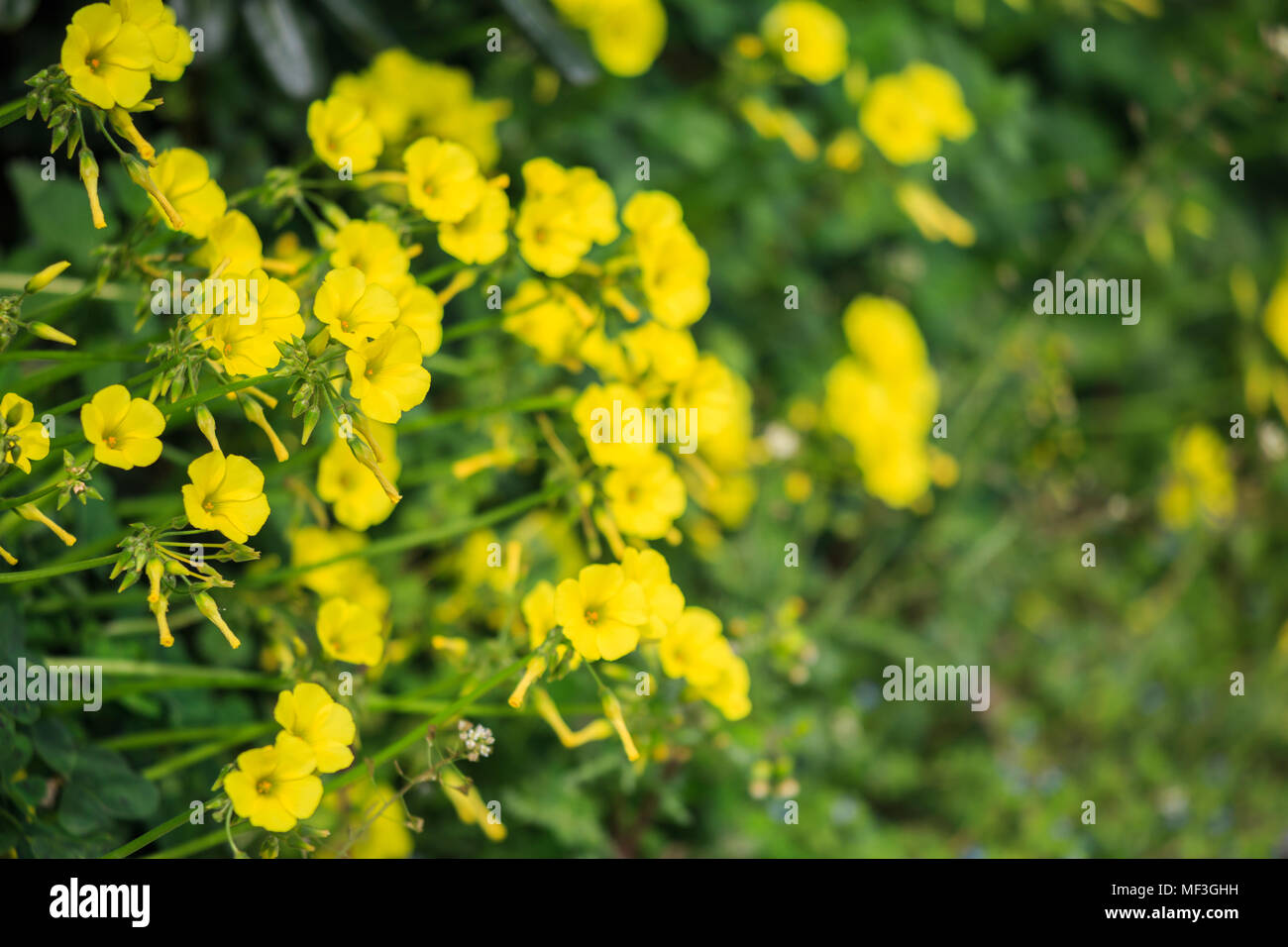 Kleine gelbe Blumen in der Wiese und verschwommenes Natur Hintergrund. Nähe  zu sehen Stockfotografie - Alamy