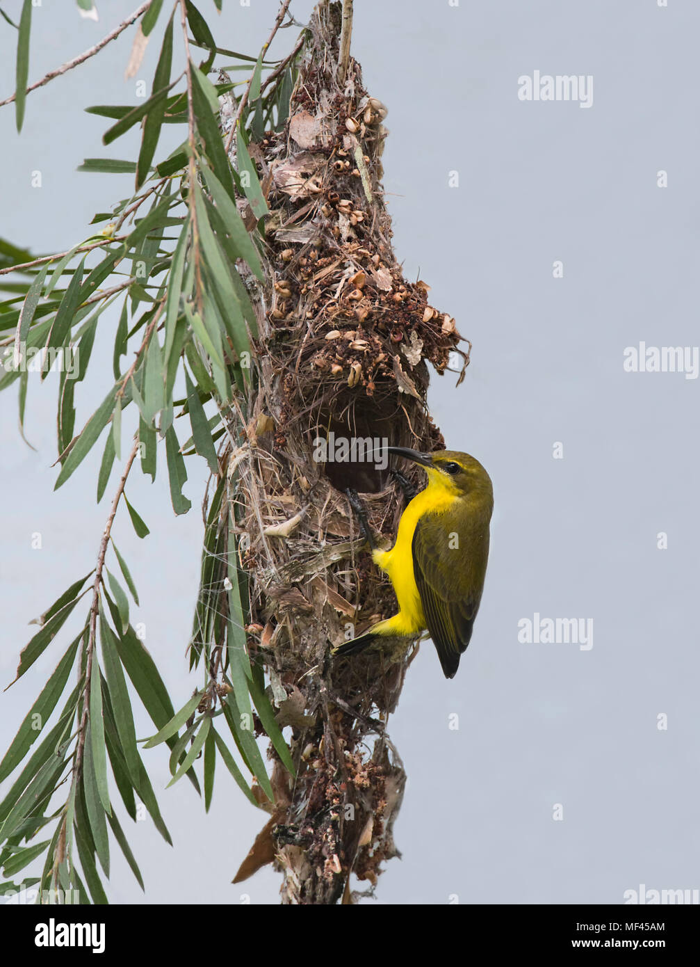 Weibliche Yellow-bellied Sunbird oder Olive-backed Sunbird (Nectarinia jugularis) an ihrem Nest hängend, Far North Queensland, FNQ, QLD, Australien Stockfoto