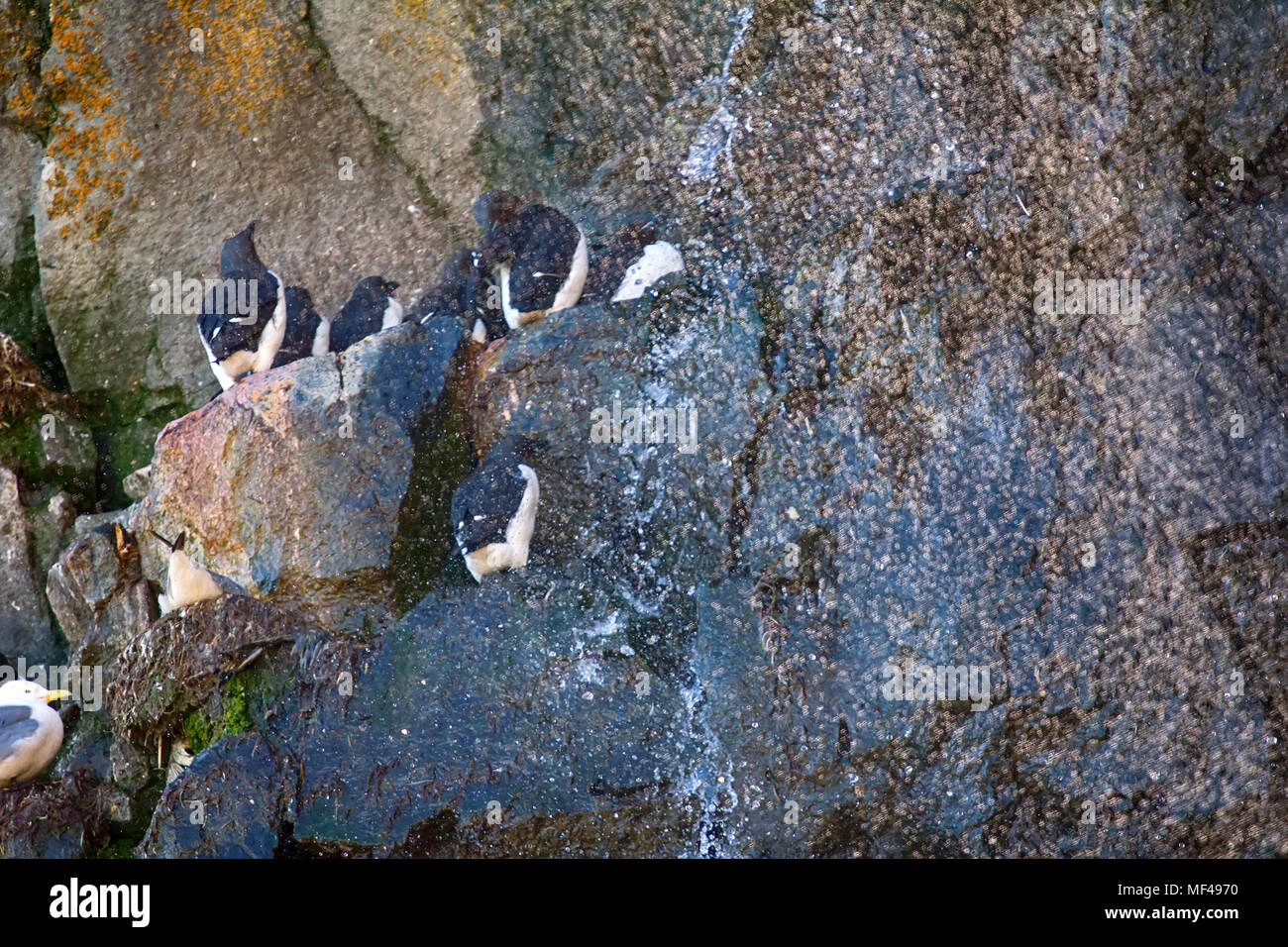 Seabird Kolonie, das tägliche Leben von Thick-billed murres auf Leisten von Felsen, rookery in hohen Breiten des arktischen Beckens Stockfoto