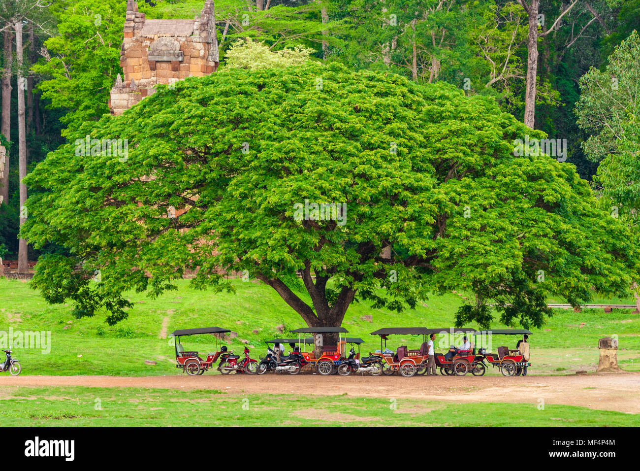 Ein großer Baum auf der Ostseite von Angkor Thom. Unter dem Schatten des Baumes, Treiber mit dem Tuk-tuks ruhen. Stockfoto