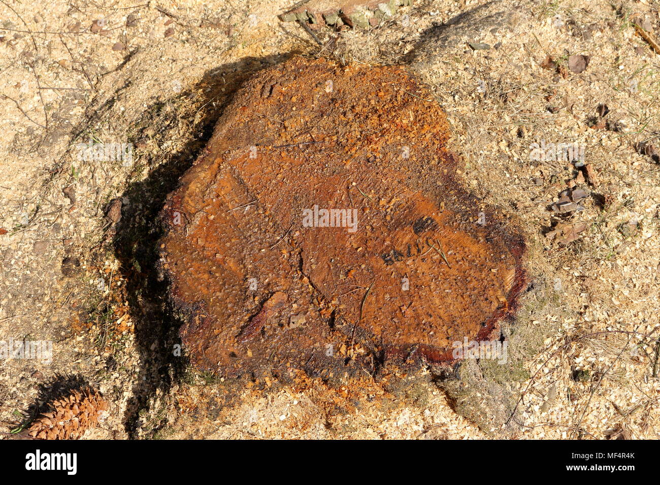 Sap zeigt auf einem Baumstamm eines neu unten geschnitten Birke mit Sägemehl um Sie herum Stockfoto