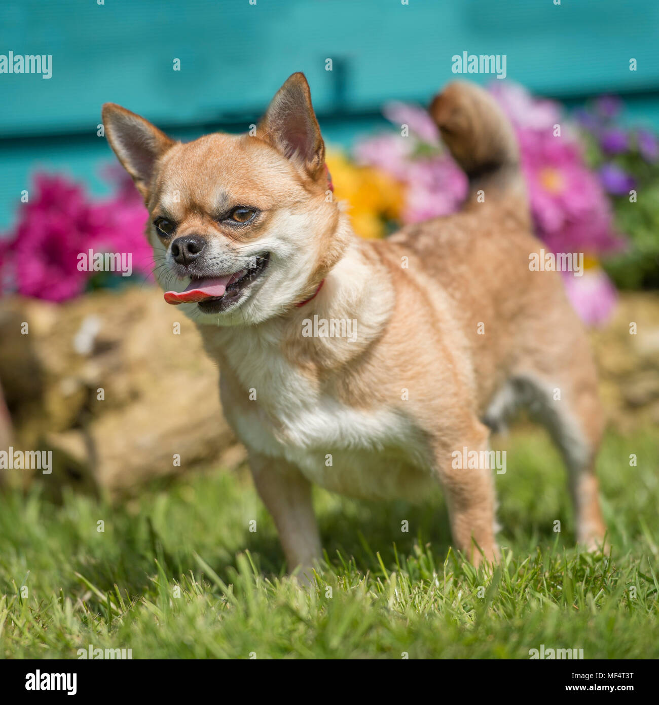 Chihuahua glatt beschichtet Stockfoto