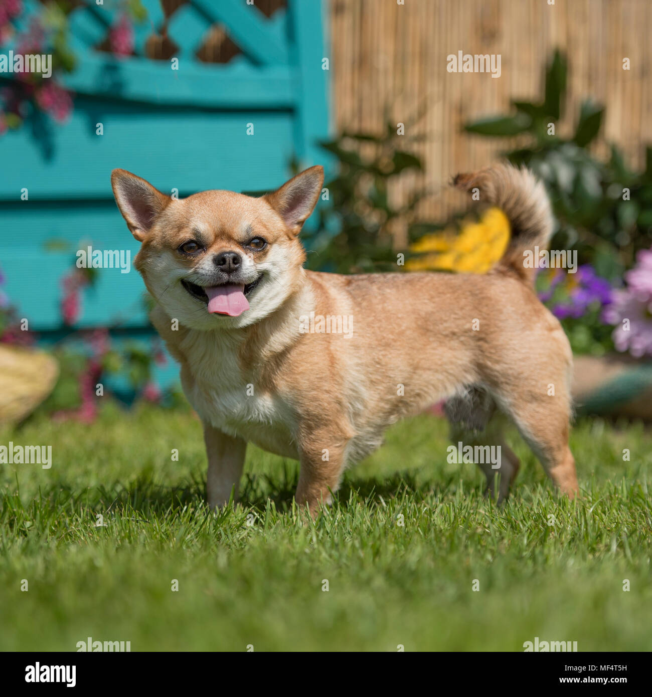 Chihuahua glatt beschichtet Stockfoto