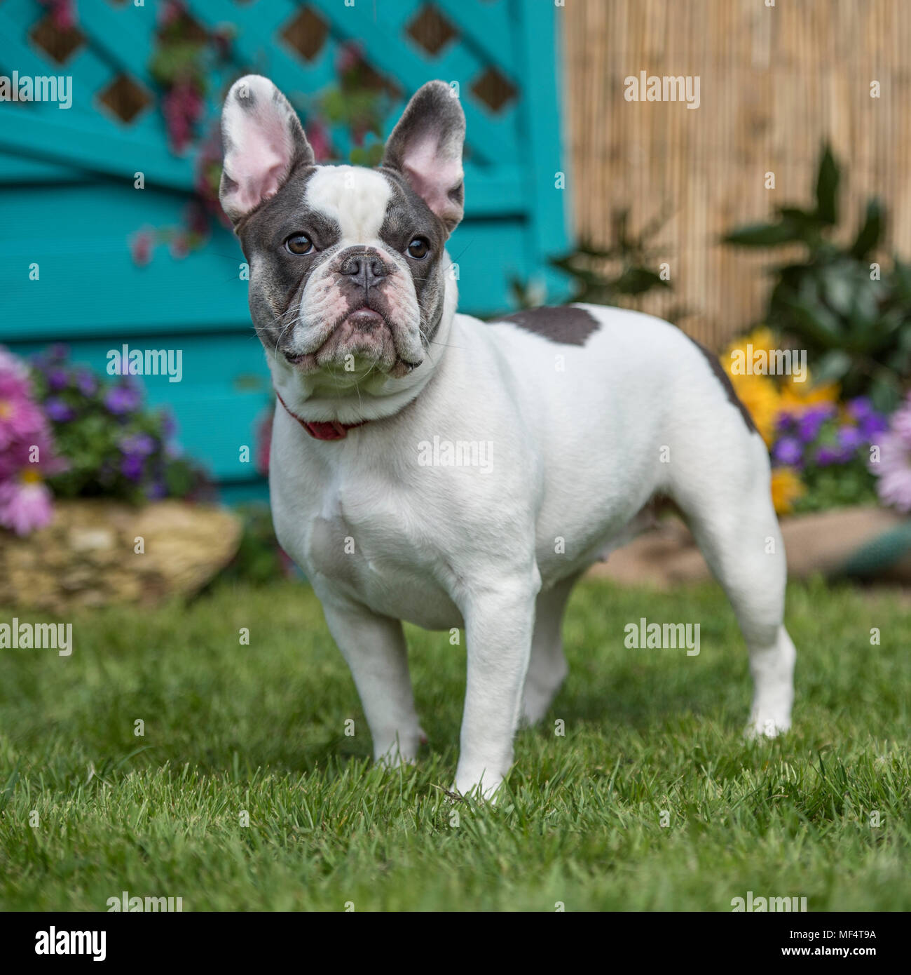 französische Bulldogge Stockfoto