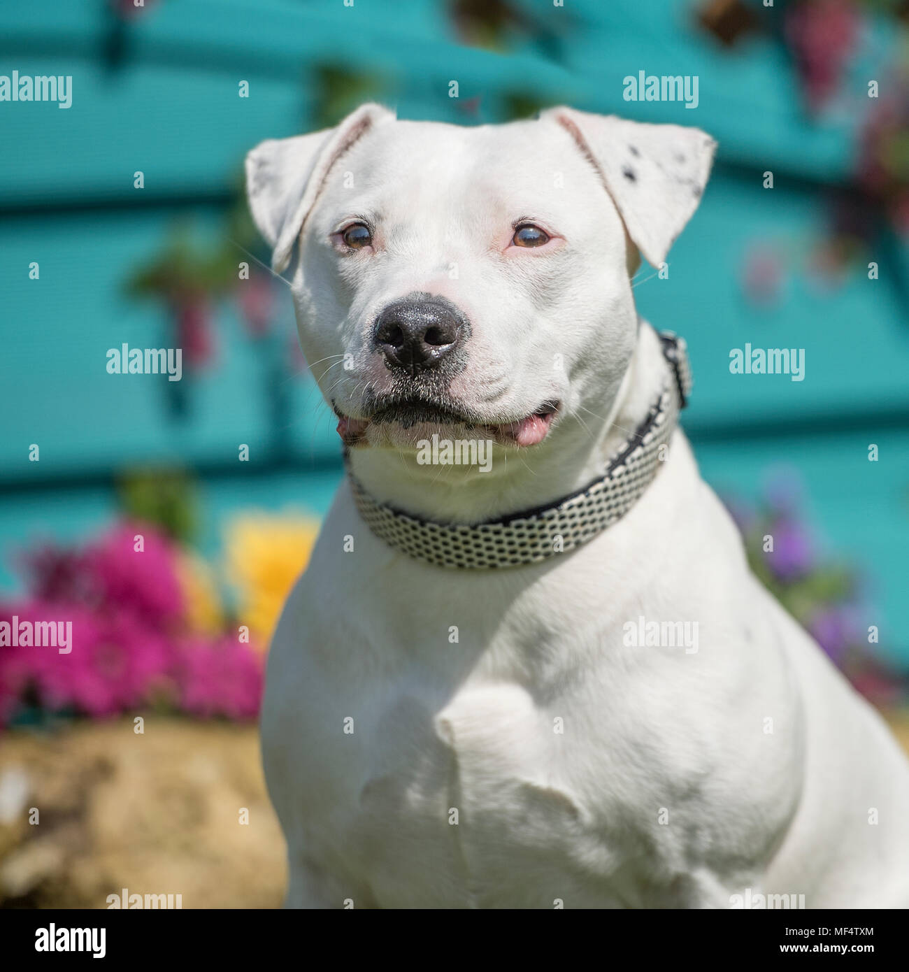 Staffordshire Bull terrier Stockfoto