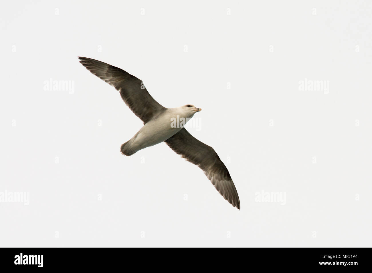 Northern Eissturmvogel über der Barentssee in der Nähe von Bear Island fliegen. Ein Eissturmvogel fliegt über der Barentssee in der Nähe der Bäreninsel. Stockfoto