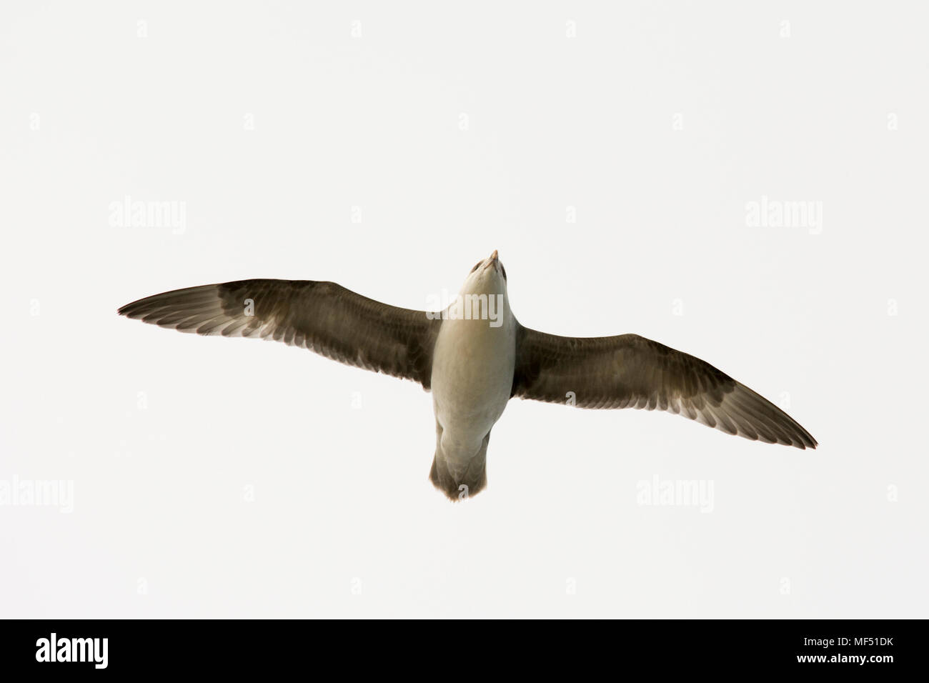 Northern Eissturmvogel über der Barentssee in der Nähe von Bear Island fliegen. Stockfoto